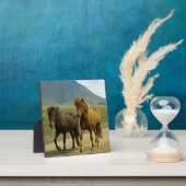 Een paar bruine IJslandse pony's Fotoplaat (Insitu)