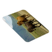 Een paar bruine IJslandse pony's Magneet (Rechterzijde)