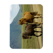 Een paar bruine IJslandse pony's Magneet (Verticaal)