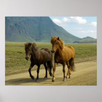 Een paar bruine IJslandse pony's
