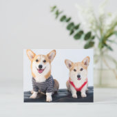 Een paar Corgis op een bank Briefkaart (Staand voorkant)
