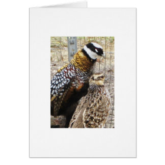 Een paar frisse fazanten