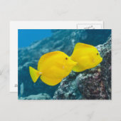 Een paar gele tangs briefkaart (Voorkant / Achterkant)