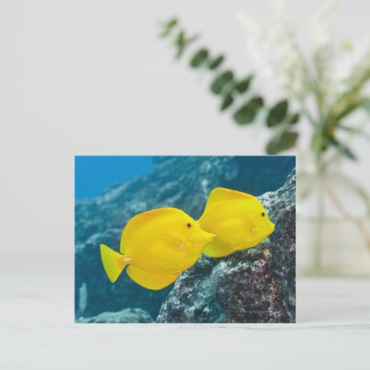 Een paar gele tangs briefkaart (Staand voorkant)