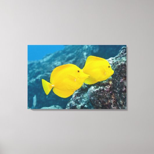 Een paar gele tangs canvas afdruk (Voorkant)