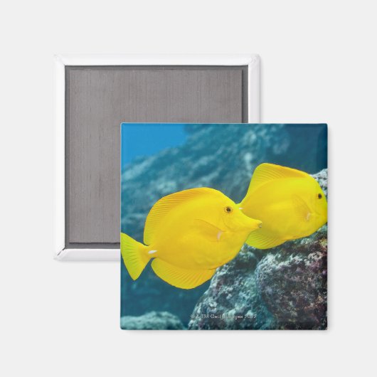 Een paar gele tangs magneet (Voorkant / Achterkant)