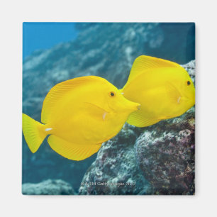 Een paar gele tangs magneet