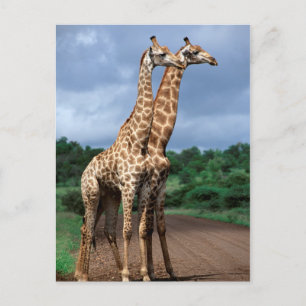 Een paar giraffen op de weg, Kruger National Briefkaart