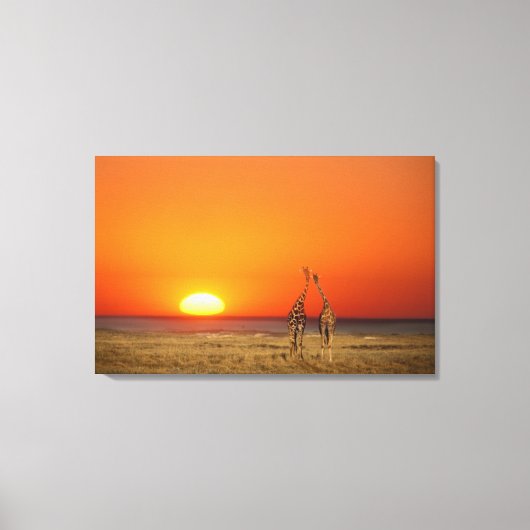 Een paar Giraffes loopt in de zonsondergang, in Canvas Afdruk (Voorkant)