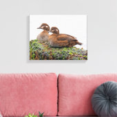 Een paar Harlequin Ducks op de Rocks Canvas Afdruk (Insitu (Woonkamer))