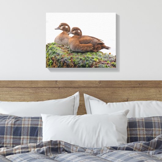 Een paar Harlequin Ducks op de Rocks Canvas Afdruk (Insitu (Slaapkamer))