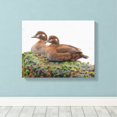 Een paar Harlequin Ducks op de Rocks Canvas Afdruk (Insitu (Houten vloer))