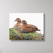 Een paar Harlequin Ducks op de Rocks Canvas Afdruk (Voorkant)