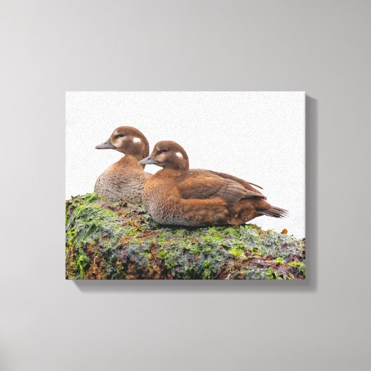 Een paar Harlequin Ducks op de Rocks Canvas Afdruk (Voorkant)