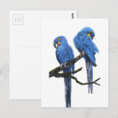 Een paar Hyacinth Macaws Briefkaart (Voorkant / Achterkant)