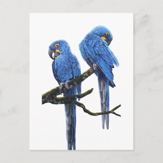 Een paar Hyacinth Macaws Briefkaart (Voorkant)