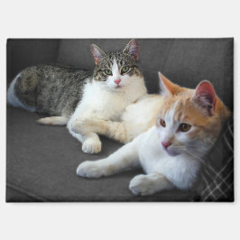 Een paar Katten Magneet