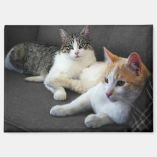 Een paar Katten Magneet