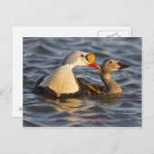 Een paar klevende eiders in een toendasvijver briefkaart (Voorkant / Achterkant)