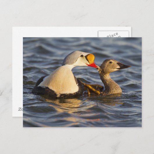 Een paar klevende eiders in een toendasvijver briefkaart (Voorkant / Achterkant)