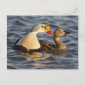 Een paar klevende eiders in een toendasvijver briefkaart (Voorkant)