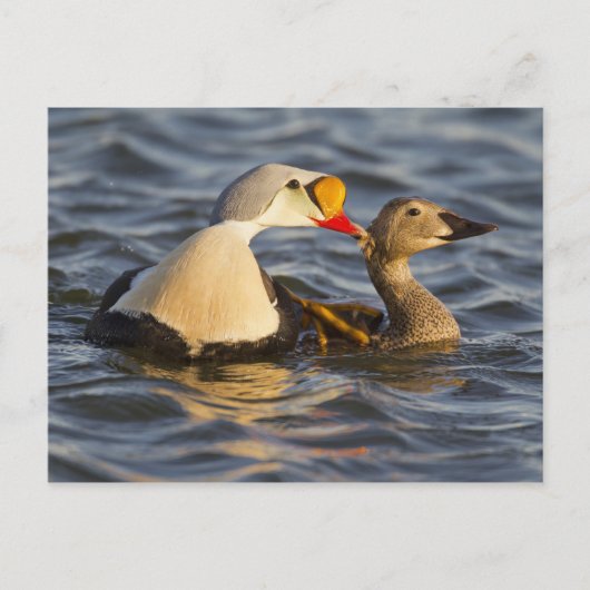 Een paar klevende eiders in een toendasvijver briefkaart (Voorkant)