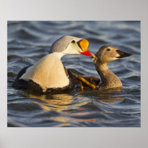 Een paar klevende eiders in een toendasvijver poster