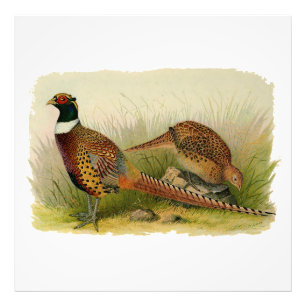 Een paar met Ring verbonden fazanten in een grijs  Foto Afdruk