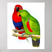 Een paar parrots nr.5 Antiek Bird Repro Print (Voorkant)