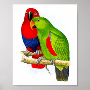 Een paar parrots nr.5 Antiek Bird Repro Print