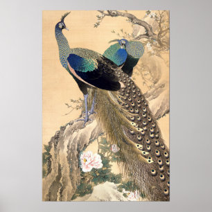 Een paar pauwen in de lente 1901 Japanse kunst Poster