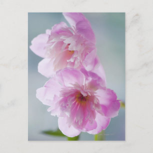 Een paar roze pony-bloemen briefkaart