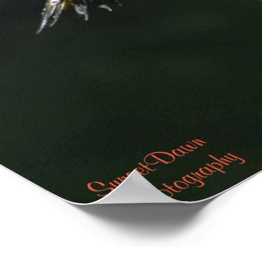 Een Paar van het Poster van de Noordelijke Flicker (Hoek)