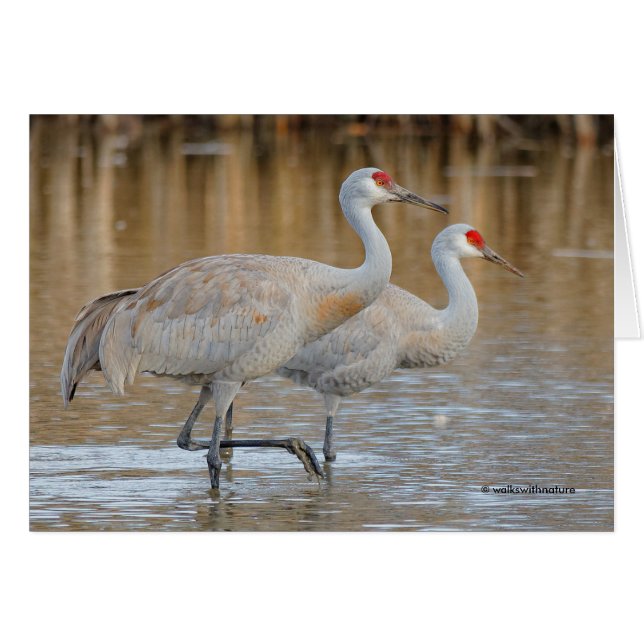 Een paar van Wading Greater Sandhill Cranes (Voorkant Horizontaal)