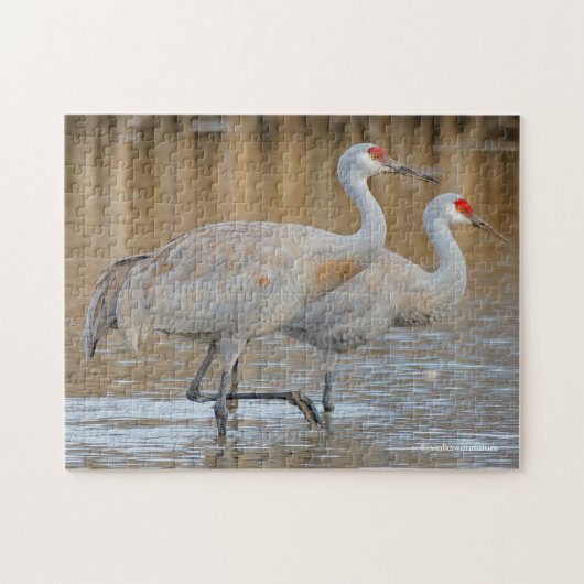 Een paar van Wading Greater Sandhill Cranes Legpuzzel (Horizontaal)