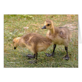 Een paar walgelijke Canadese goslings