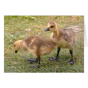 Een paar walgelijke Canadese goslings