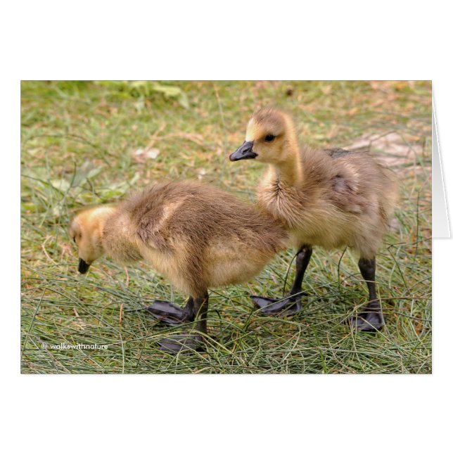 Een paar walgelijke Canadese goslings (Voorkant Horizontaal)