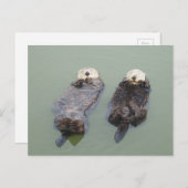Een paar zee otters die een dutje doen briefkaart (Voorkant / Achterkant)