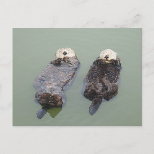 Een paar zee otters die een dutje doen briefkaart (Voorkant)