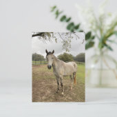 Een paard bij een weiland briefkaart (Staand voorkant)