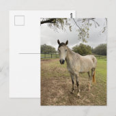 Een paard bij een weiland briefkaart (Voorkant / Achterkant)