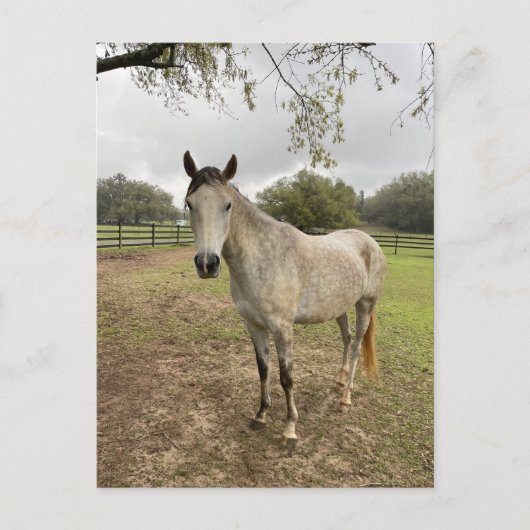 Een paard bij een weiland briefkaart (Voorkant)