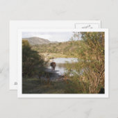 een paard briefkaart (Voorkant / Achterkant)