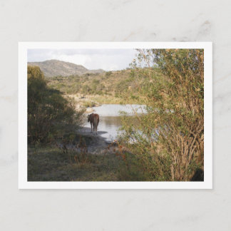 een paard briefkaart