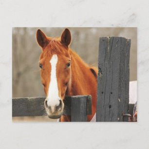 Een paard dat een pakje op de hoek van de encepost briefkaart