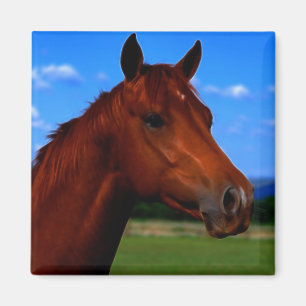 Een paard dat trots is magneet