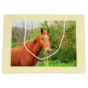 Een paard genaamd Orion Groot Cadeauzakje