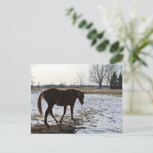 Een paard in de winter briefkaart (Staand voorkant)