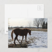 Een paard in de winter briefkaart (Voorkant / Achterkant)